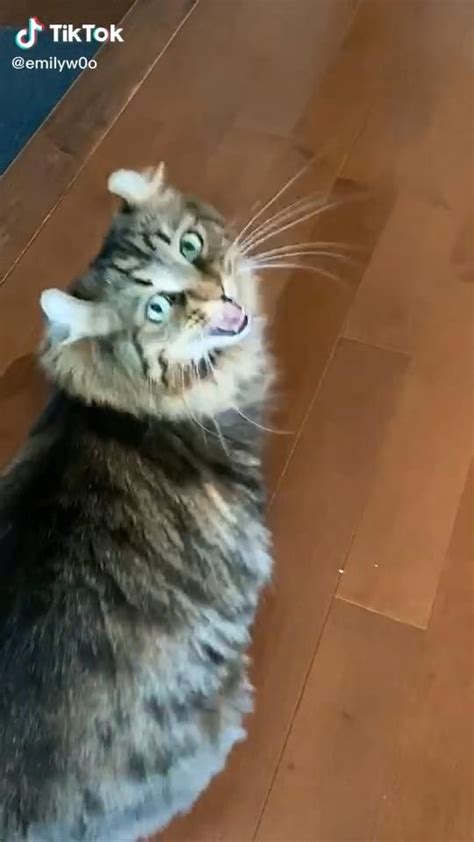 cat meowing song tiktok